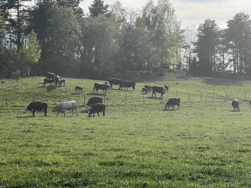 Köttdjur på bete i morgonljus