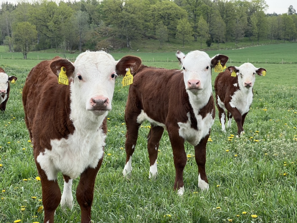 Besättningen på gården