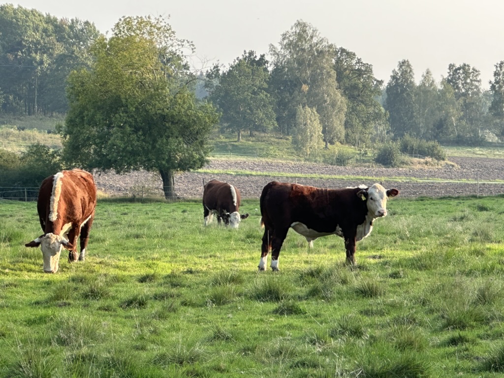 Djur i naturlig miljö